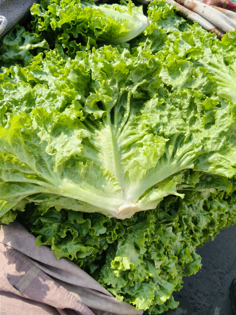 生菜