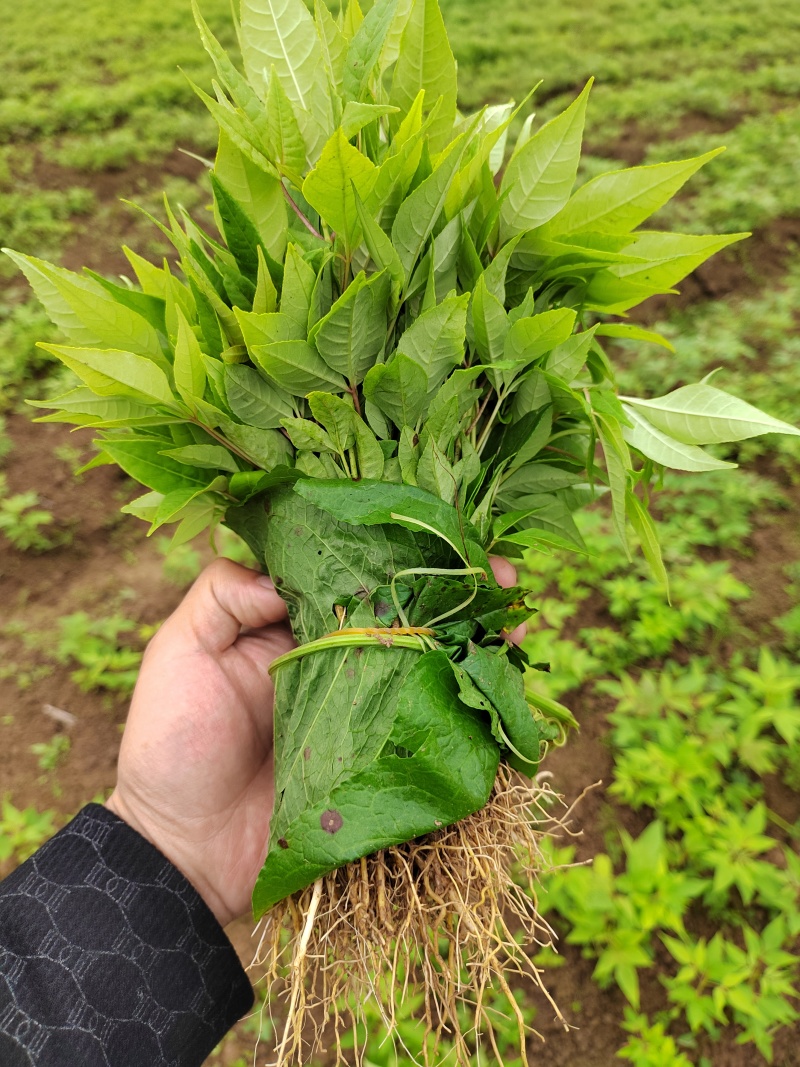 黄柏打包