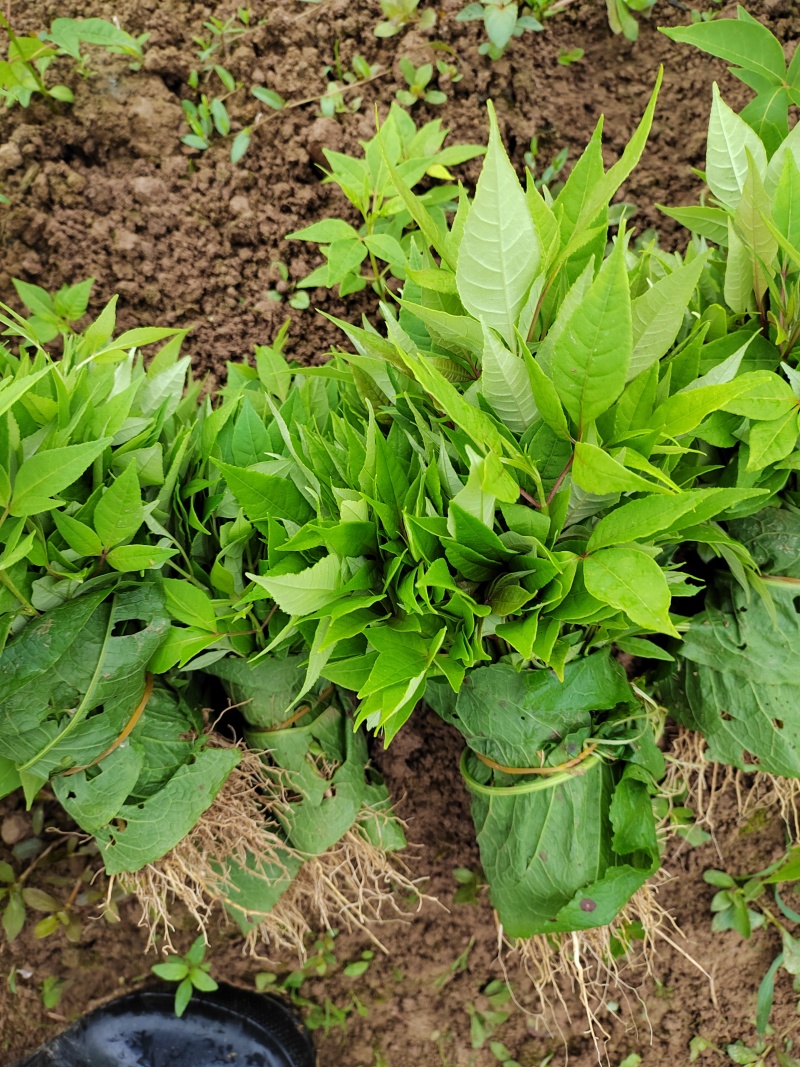 黄柏打包