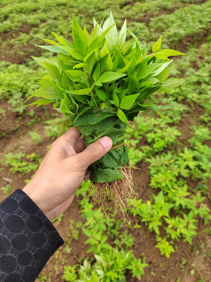 黄柏打包