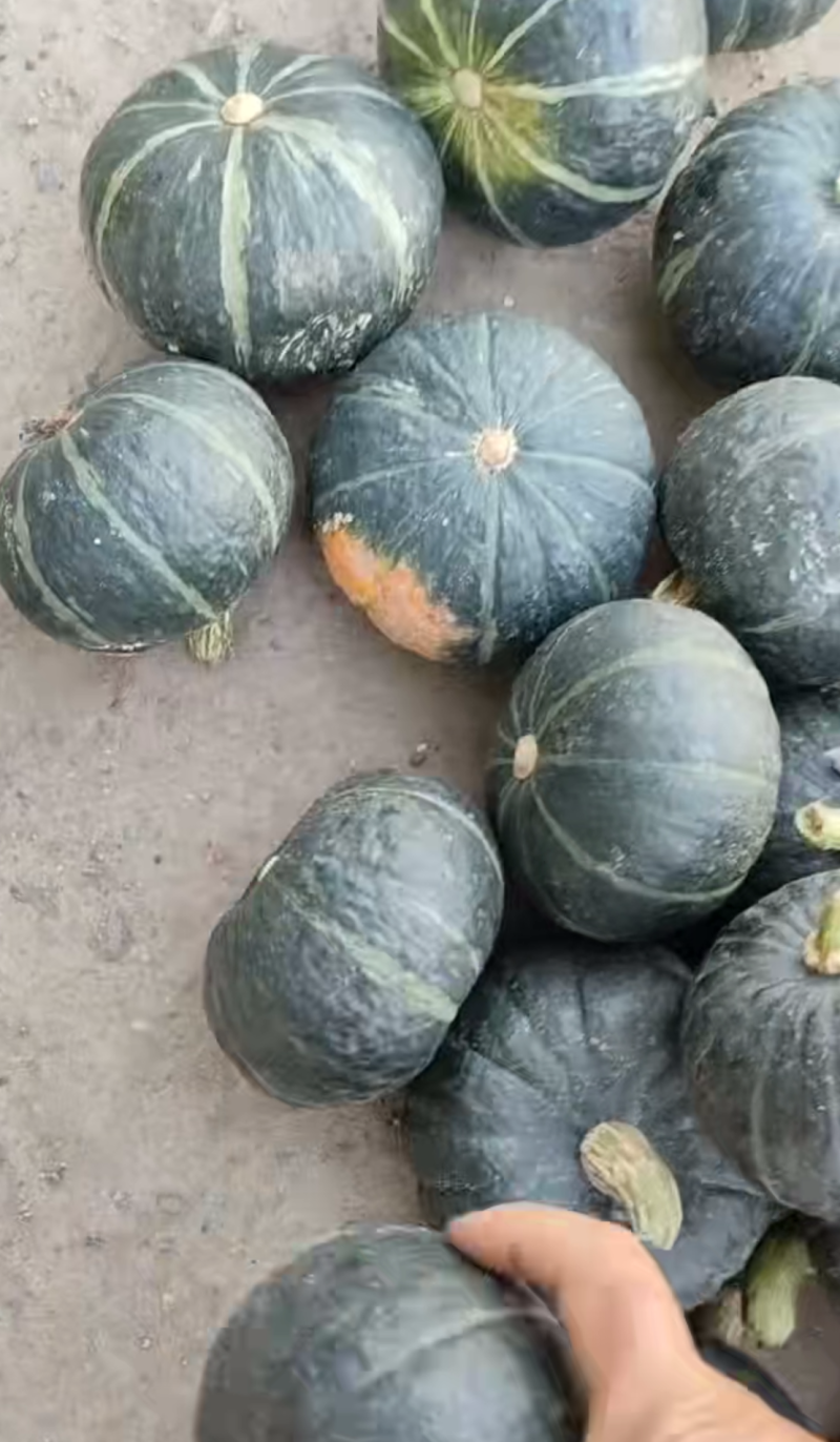 贝贝南瓜，山东贝贝南瓜，南瓜价格，代收代发
