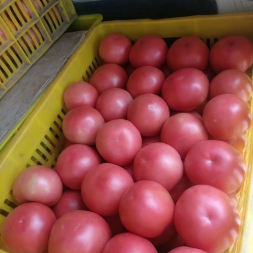 产地蔬菜