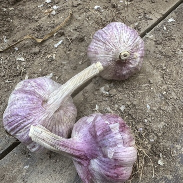 精选大青稞蒜种
