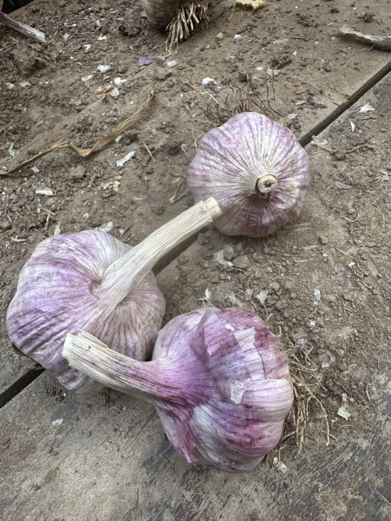精选大青稞蒜种