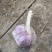 精选大青稞蒜种