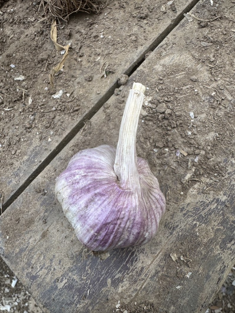 精选大青稞蒜种
