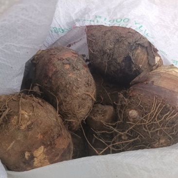 广东香芋