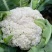 松花菜大量有货