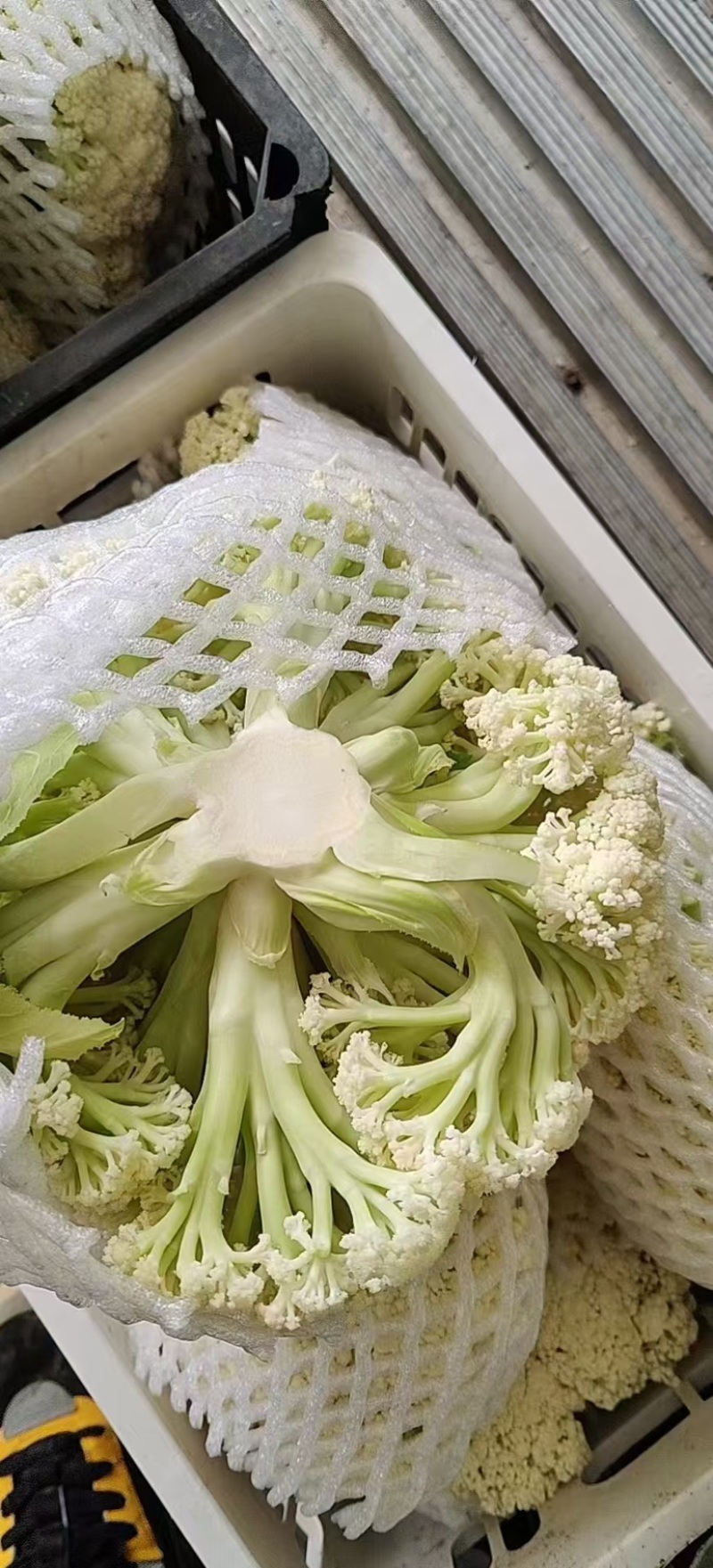 松花菜大量有货