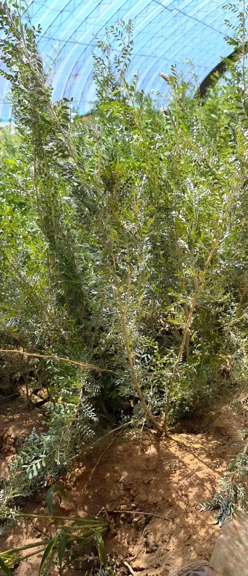 大量供应杯苗柠条杯苗，文冠果杯苗，沙棘杯苗，沙柳杯苗