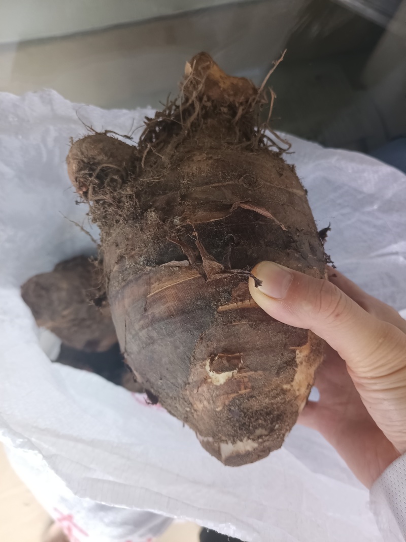 广东香芋