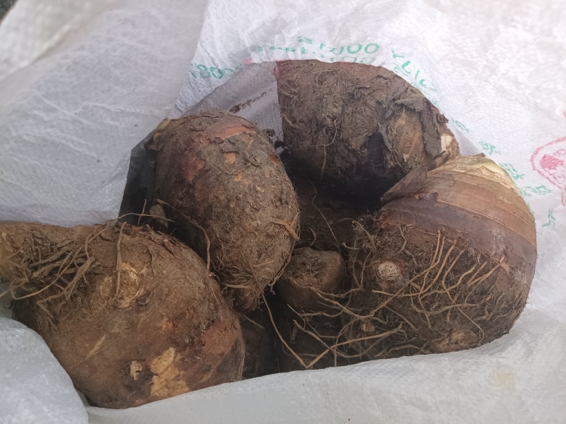 广东香芋