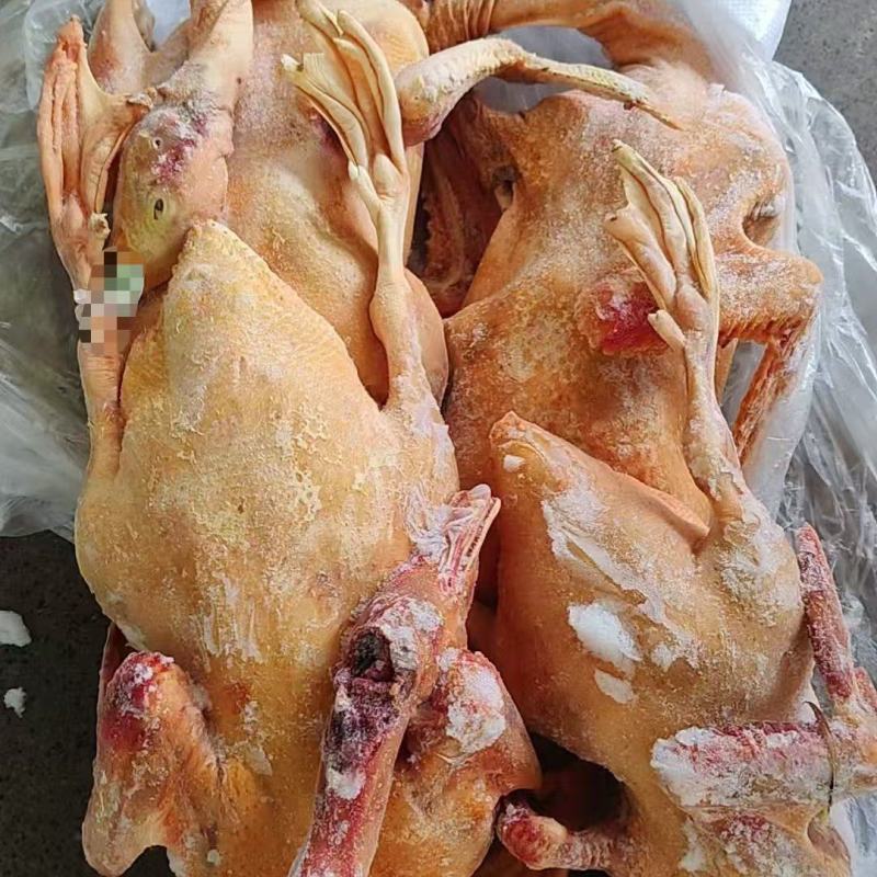 番鸭
