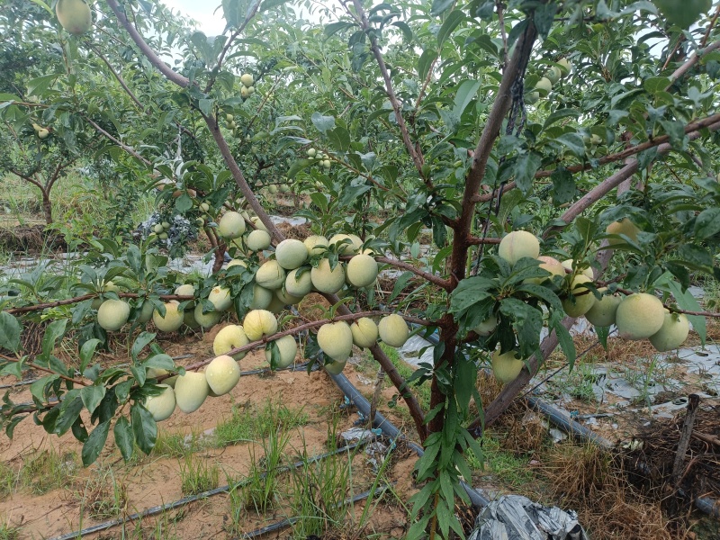 新华桃李