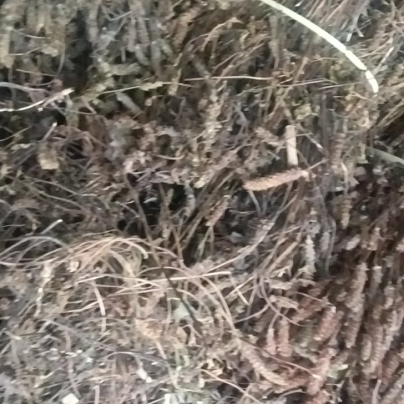 夏枯草