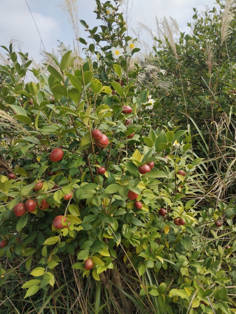 自有基地加工销售批量价格优惠支持一件5升起发