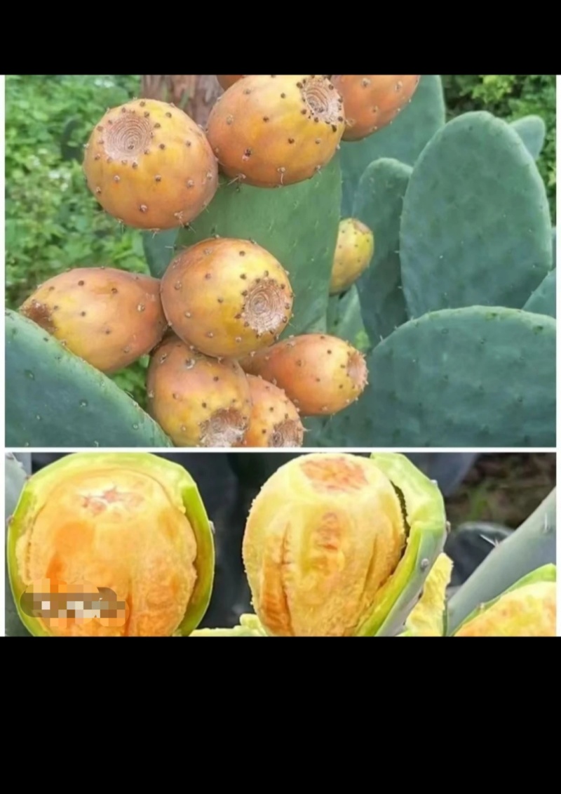 仙人掌果