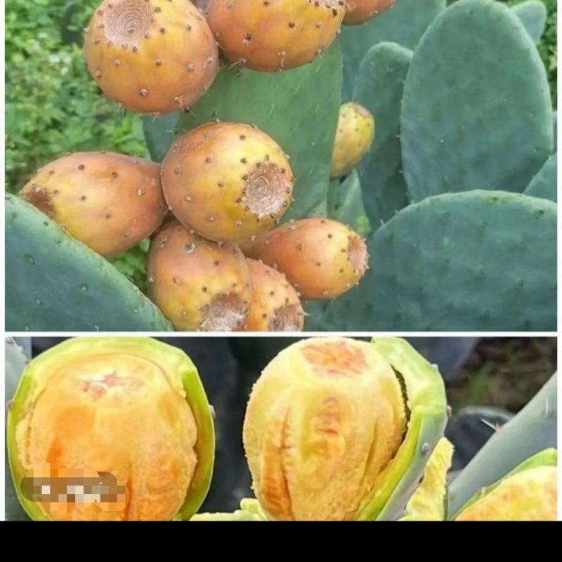 仙人掌果