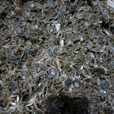 小螃蟹油炸小螃蟹香辣蟹烧烤串串一斤50头左右毛蟹