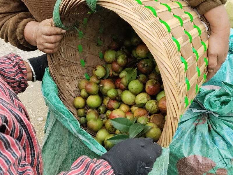 自有基地加工销售批量价格优惠支持一件5升起发