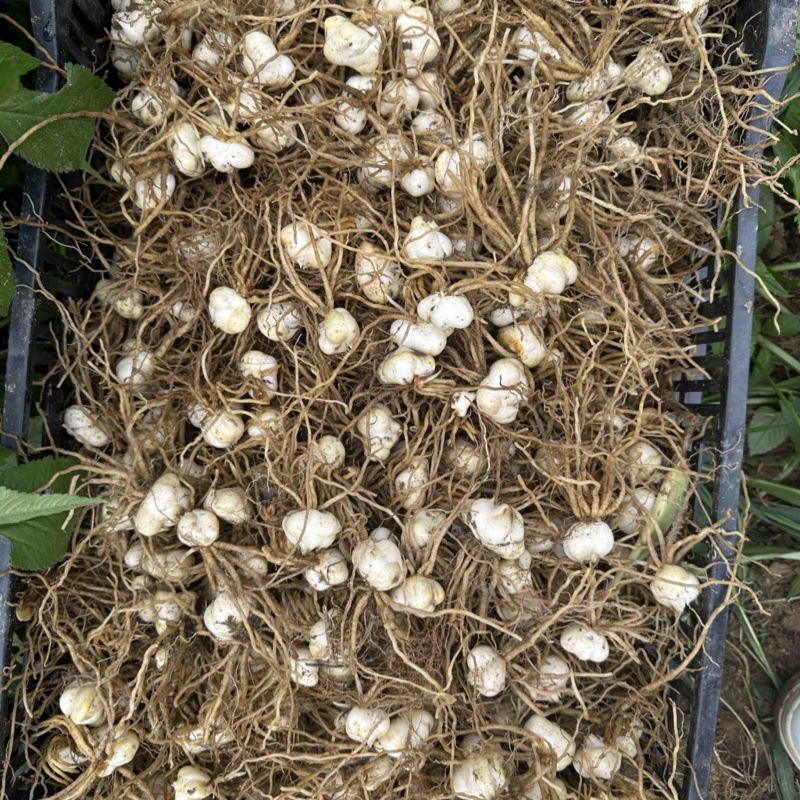 菜百合种球批发云南电商种植