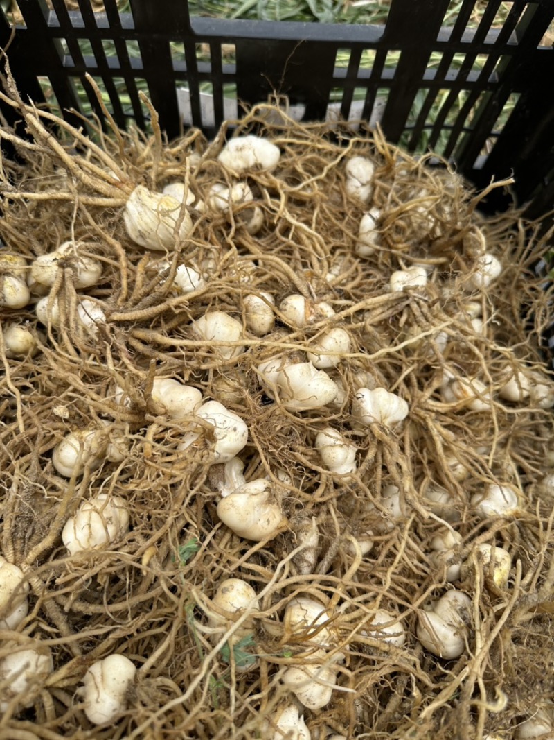 菜百合种球批发云南电商种植