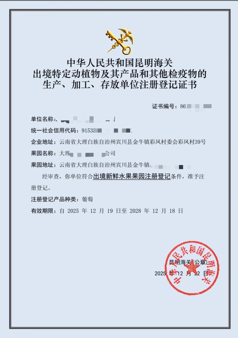 云南大理红提，对接外贸国内市场，提供出口资质，农残报告。