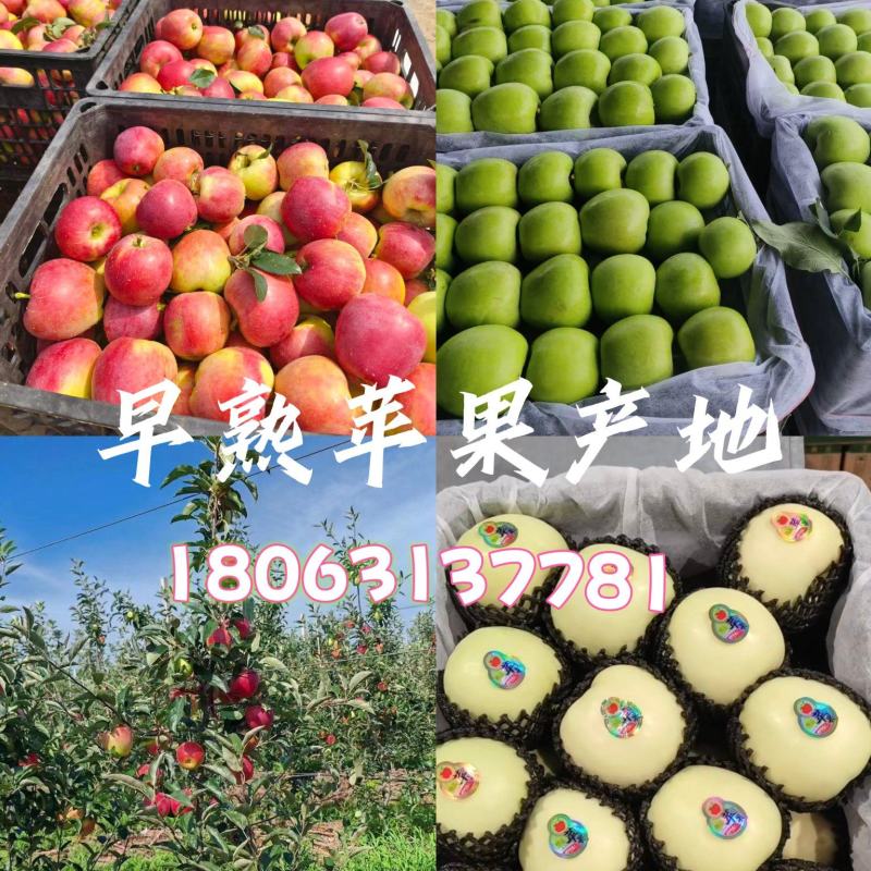 26年新鲜鲁丽、华硕苹果上市了！欢迎商超、电商、市场直采