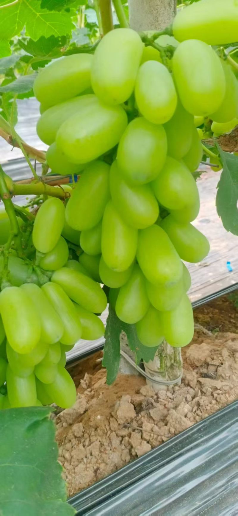 河北维多利亚葡萄价格美丽清甜可口价格美丽质量好走货快