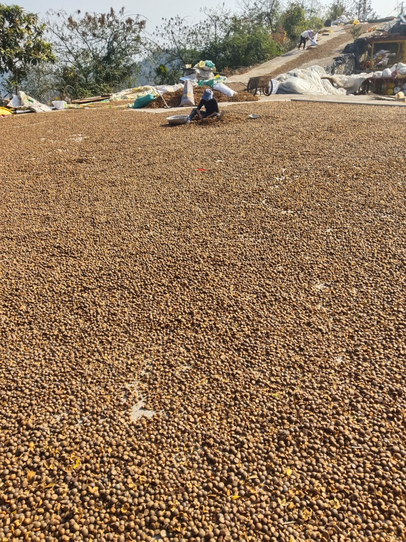 自有基地加工销售批量价格优惠支持一件5升起发