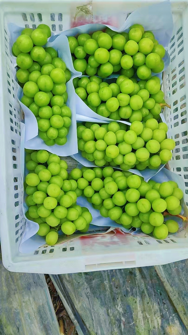 阳光玫瑰自己种植量大从优