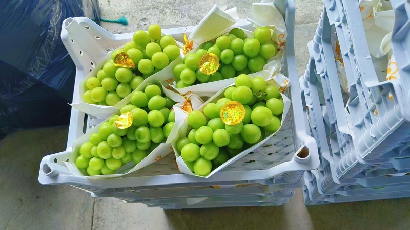 阳光玫瑰自己种植量大从优