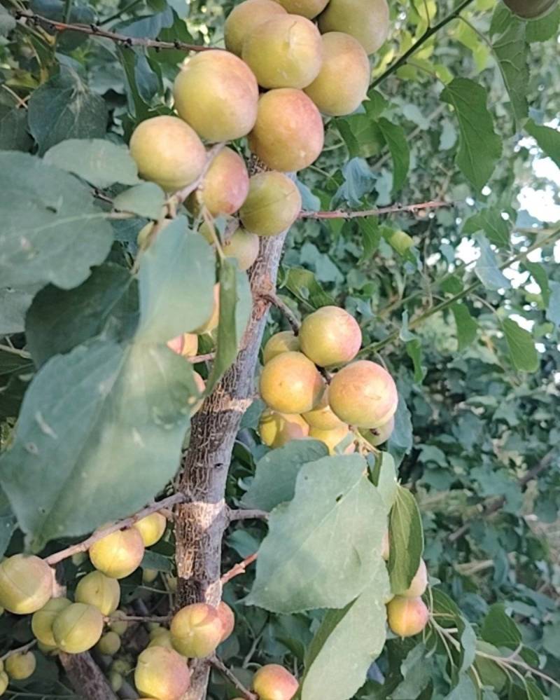 吊干杏