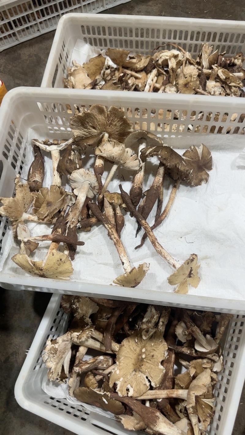 野生鸡纵大开花
