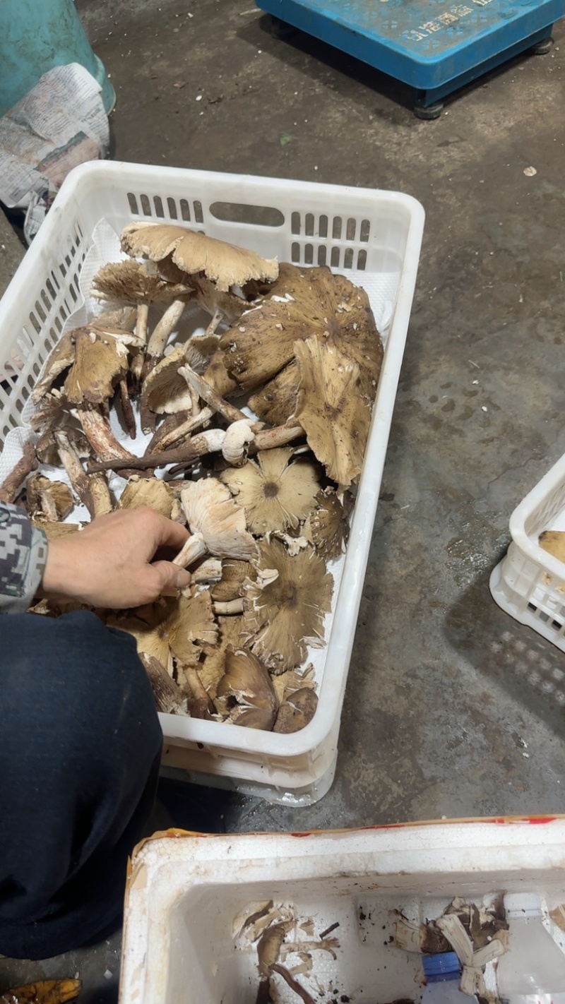 野生鸡纵大开花