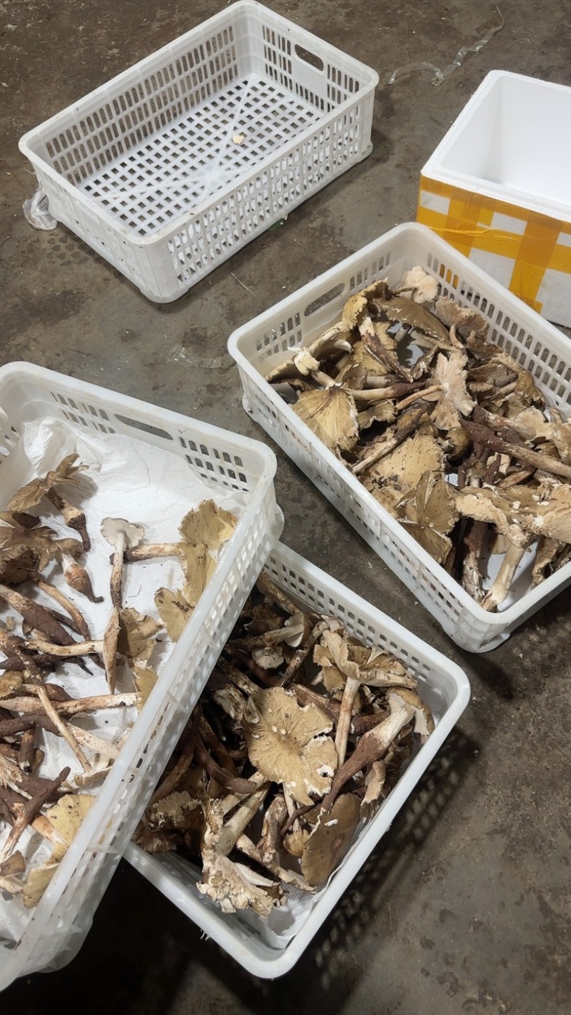 野生鸡纵大开花