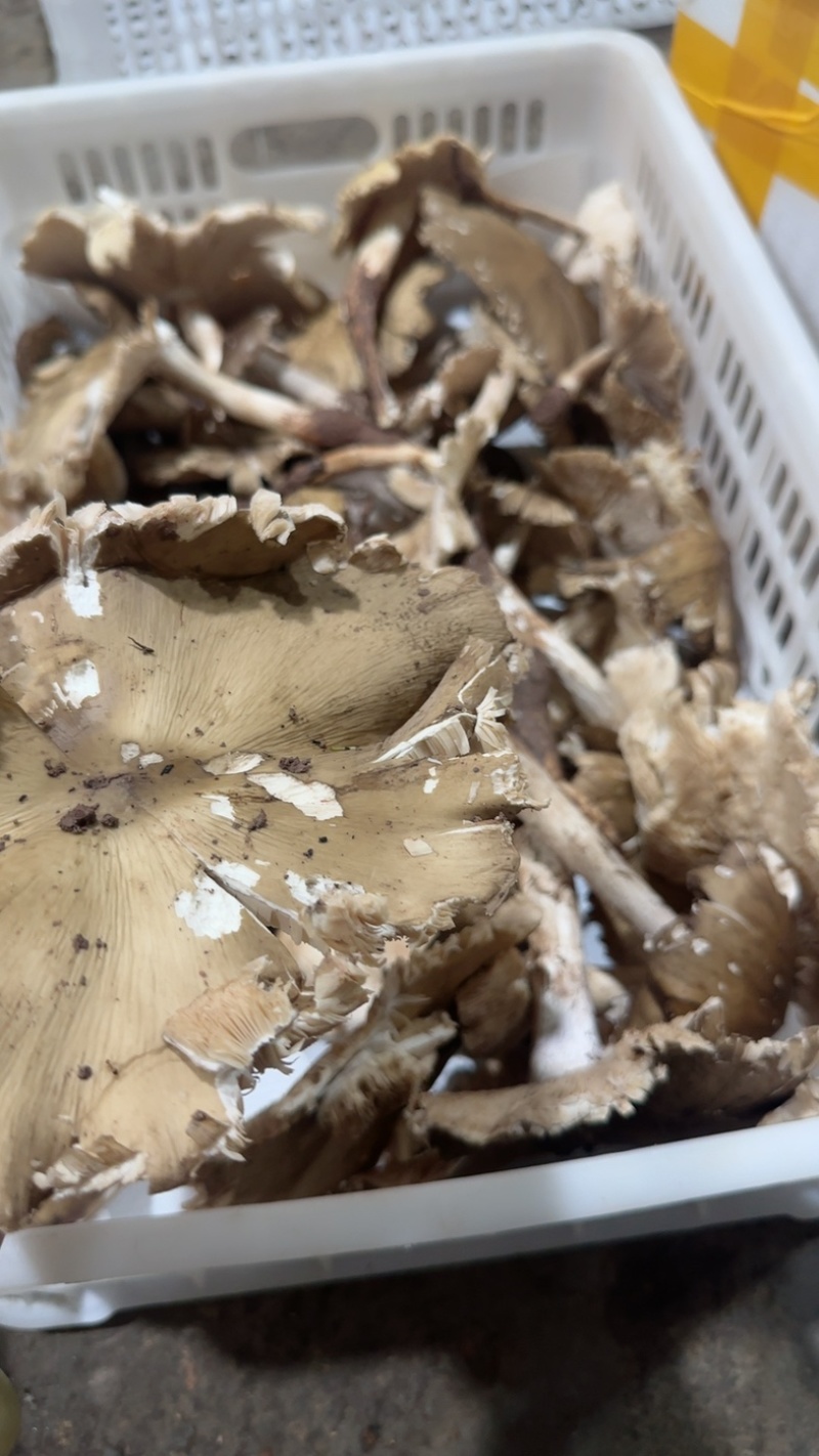 野生鸡纵大开花