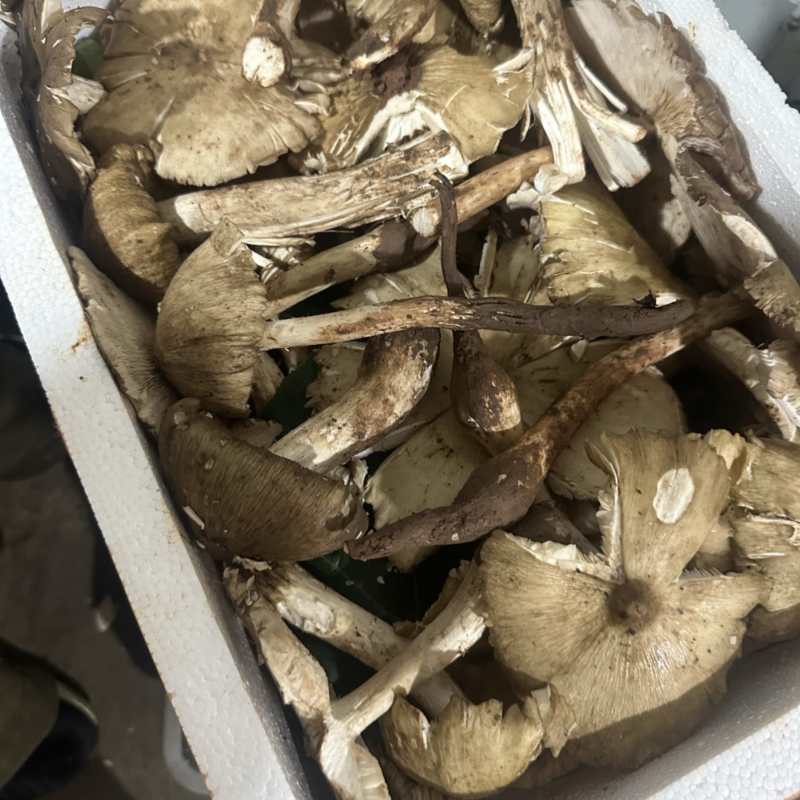 野生鸡纵大开花