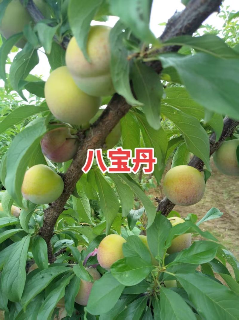 湖北随州八宝丹李子货源充足量大价优保质保量欢迎电联