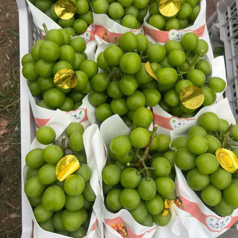 阳光玫瑰