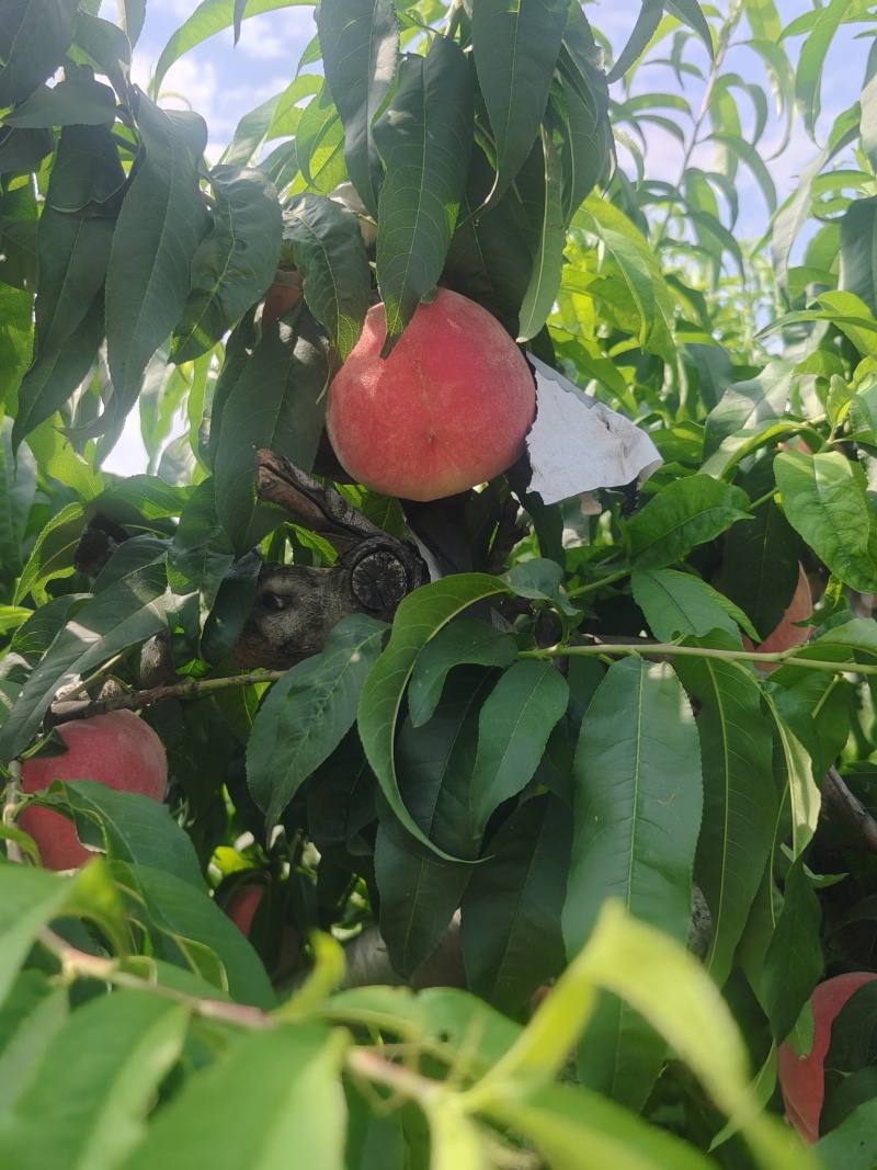 沙红纸代水蜜桃新鲜上市，个大色红艳丽，，脆甜多汁，
