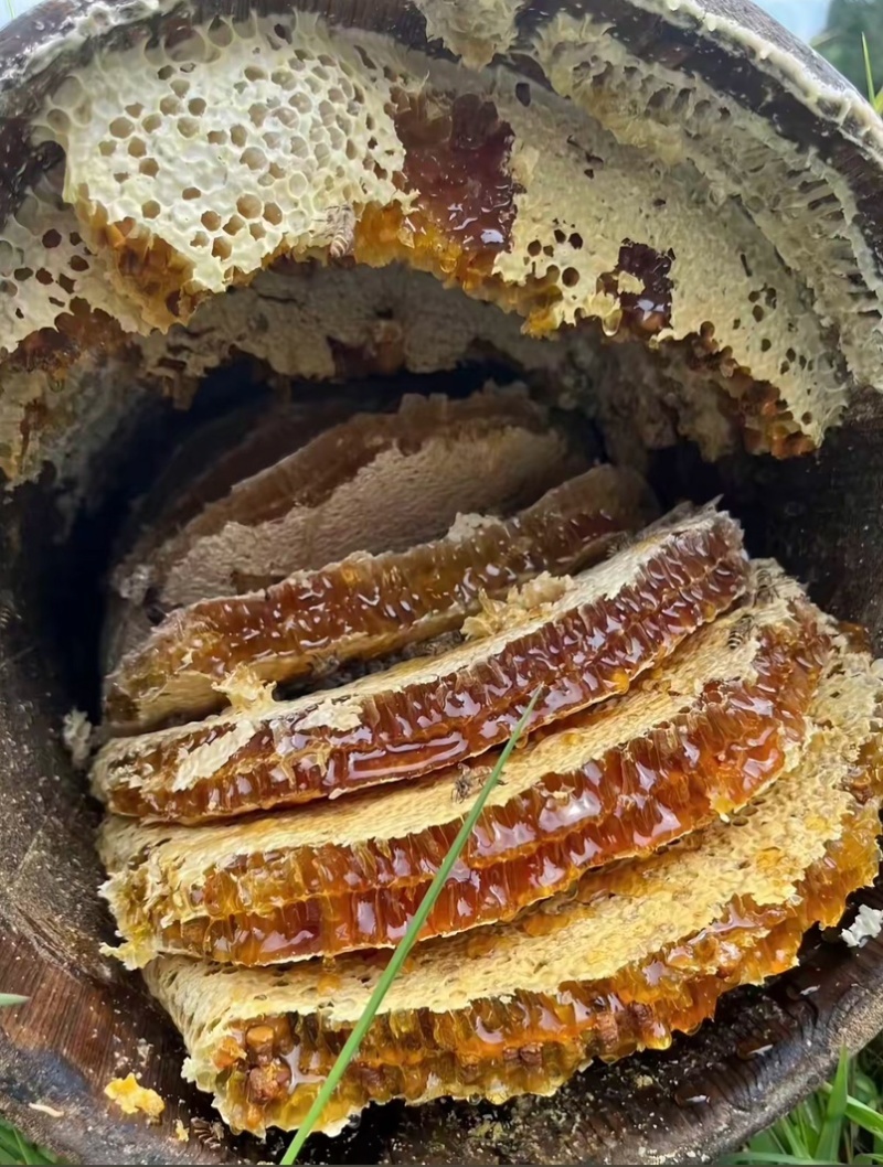 野生土蜂蜜大量现货全国包邮