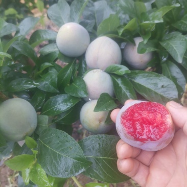 味帝李子