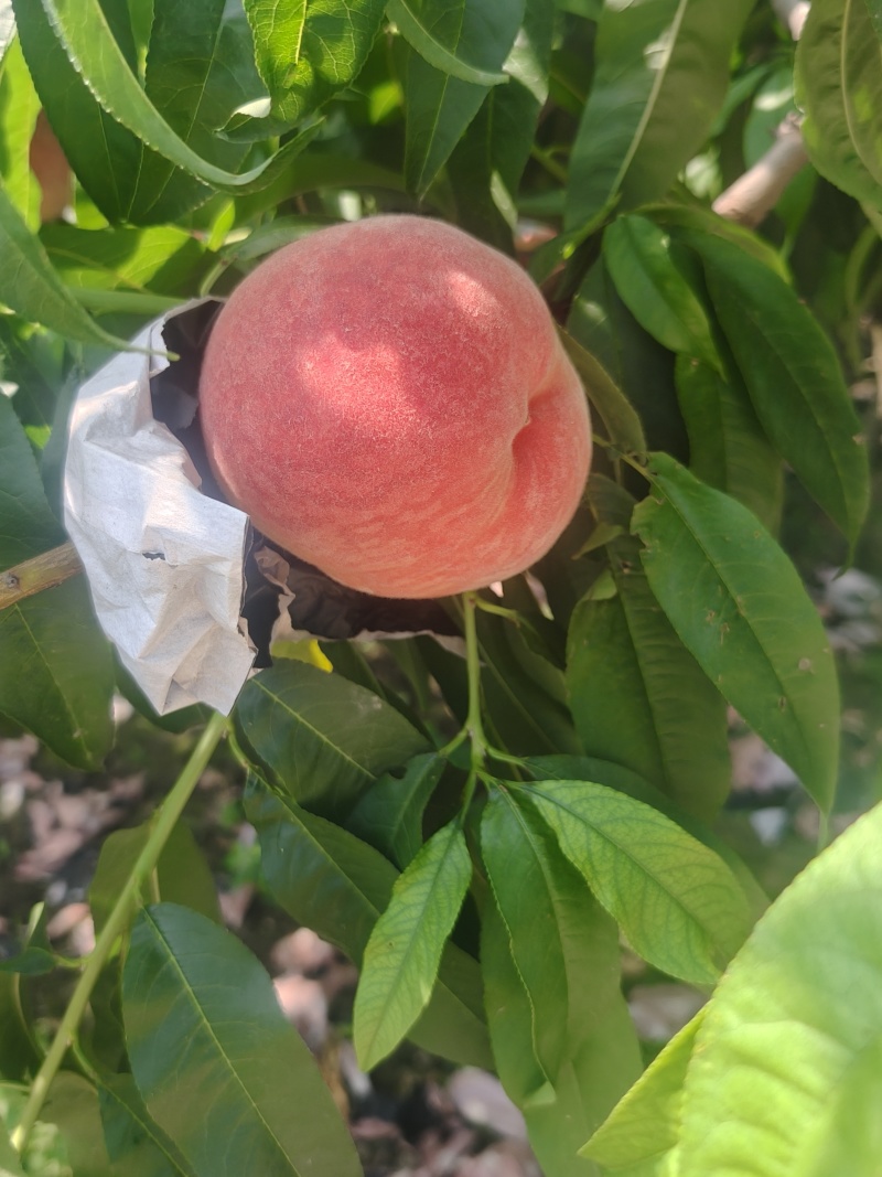 沙红纸代水蜜桃新鲜上市，个大色红艳丽，，脆甜多汁，