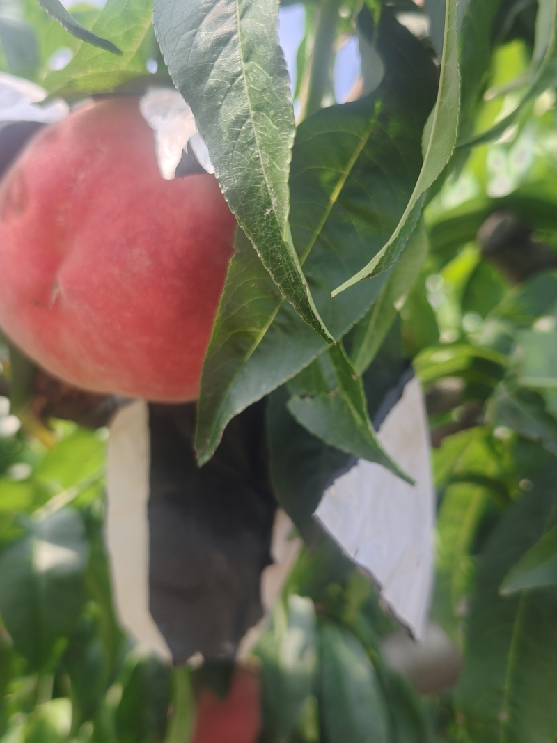 沙红纸代水蜜桃新鲜上市，个大色红艳丽，，脆甜多汁，