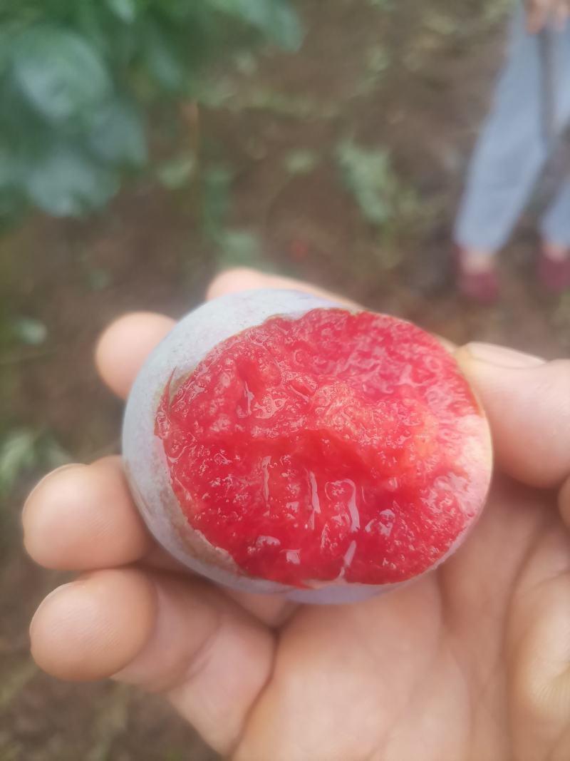 味帝李子