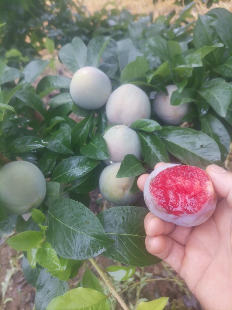 味帝李子
