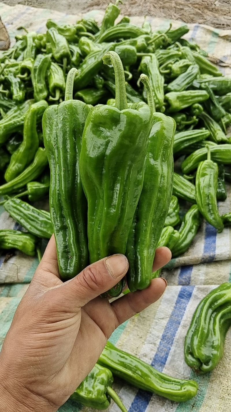 芜湖椒