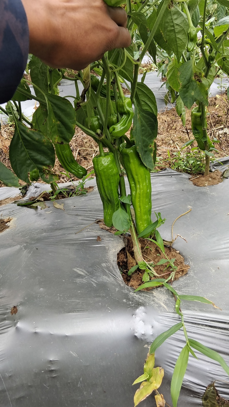 芜湖椒