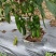 芜湖椒